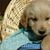 Diane Pursell's profile image
