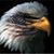Tommy DeCamp's profile image