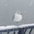 Adrienne Roake's profile image