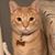Antoinette Smeragliuolo Agrillo's profile image
