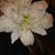 Ann Marie Bollingberg Wobbema's profile image