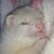 Jeff Denes's profile image