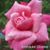 Terri Biese Verhagen's profile image