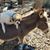 Debbie Wright's profile image