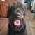 Carol Fowler's profile image