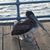 Dewey Humboldt's profile image