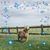 Laura Buller Boschert's profile image