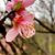 Debbie McDermitt's profile image