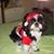 Janet Panico Boscaino's profile image