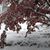 Donellen Baer's profile image