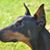 Dashiell Robert Parr's profile image