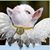 Lorilyn K Harper's profile image