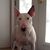 Nigel Hardiman Schmid-Gallardo's profile image