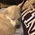 Samantha Glaspie's profile image