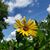 Candace Lindow-Davies's profile image