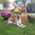 Megan Lillis-Rosen's profile image