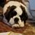 Vicki Saffo's profile image