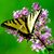 Stephanie Horton's profile image
