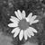 Twylia Driscoll Bullock's profile image