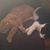 Sheila Gammel Clarke's profile image