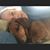 Christine Poulsen Wood's profile image