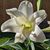 Gretta Gillis's profile image
