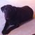 Ronni Seiler-Martin's profile image