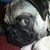 Amy Dwiggins's profile image