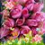 Virginia Aguirre's profile image
