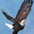 Beverly Wells's profile image