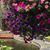 Susan Hehr's profile image