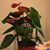 Gabriela Paez's profile image