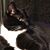 Elaine Dezso Monaghan's profile image