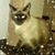 Ellen Inscoe's profile image