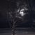 Alice Perfetti's profile image