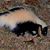 Mike Trail's profile image