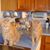 Debbie Howes Dwyer's profile image