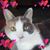 Cheryle Schaeffer's profile image