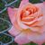 Jerry Harmon's profile image