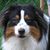 Sue Vargulich's profile image
