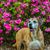 Debra Akers Shepperson's profile image