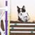 Neno Pessoa's profile image