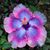 Melody Allen's profile image