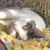 David Austin's profile image