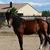 Elaine Messer's profile image