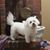 Stosh Gorgon's profile image