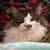 Paula Caudill's profile image