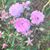 Michelle Culpepper Harriman's profile image