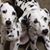 Michelle Goist's profile image