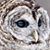Judy Graham's profile image